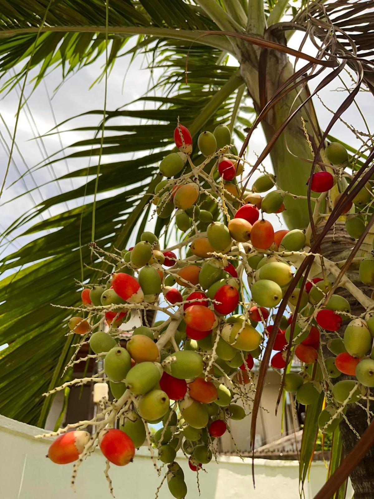 Heritage Villa Colombo7 المظهر الخارجي الصورة